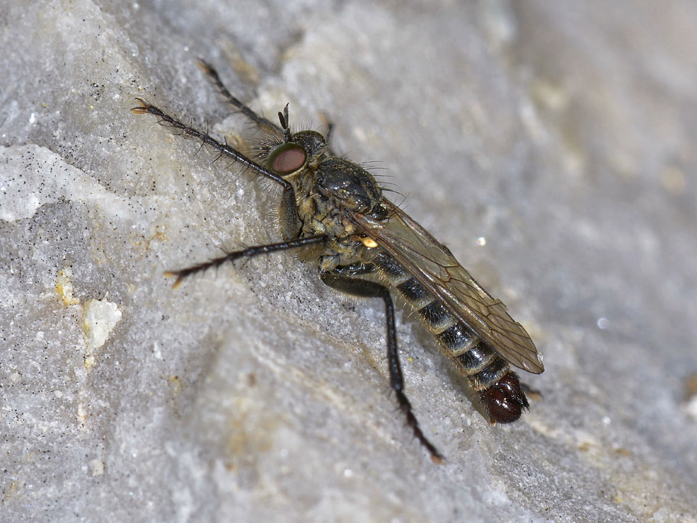 Asilidae: maschio di Cyrtopogon sp.